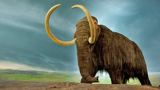 Ser Mamut hace 13.000 años no era una buena idea